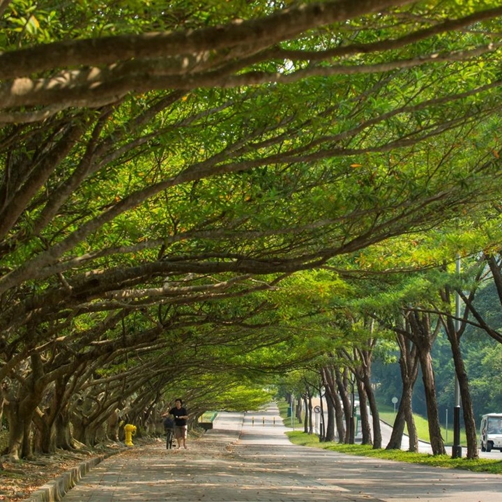 愉景湾为香港首个「尚绿环保城」。