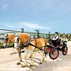 与一家大小预约愉景湾特色的观光马车畅游，度过不一样的暑假。